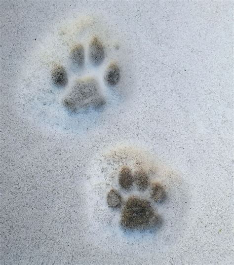 Dettaglio di impronte di animali su un sentiero innevato nella Vallée Blanche