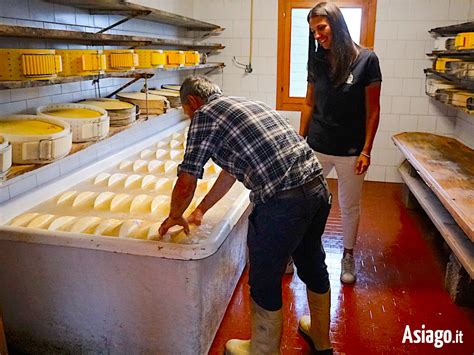 Dettaglio delle forme di formaggio fresco in lavorazione a Malga d'Arnò