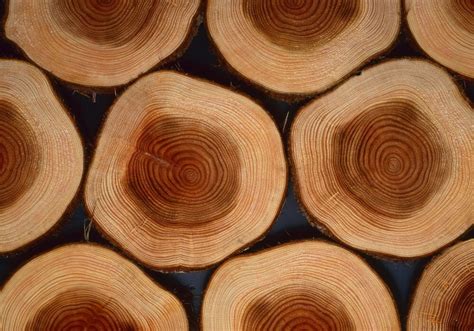 Illustrazione che mostra come il profilo Popster del nucleo concentra la flessione del legno per un maggiore pop.