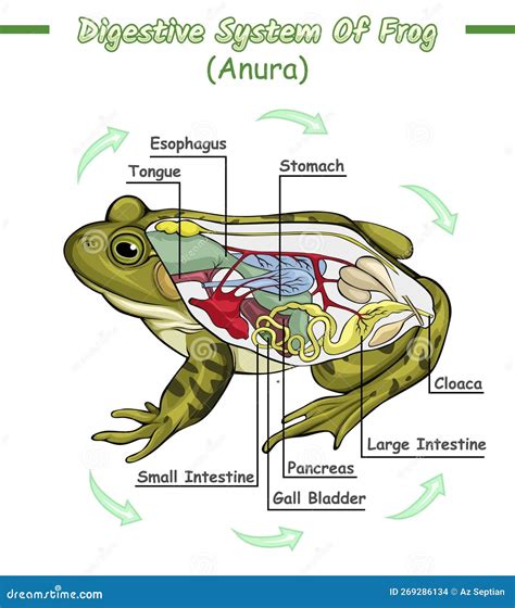 Illustrazione di una pagina interna della guida con itinerario sciistico