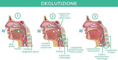 Schema illustrativo delle fasi di sciolinatura, dalla pulizia alla spazzolatura