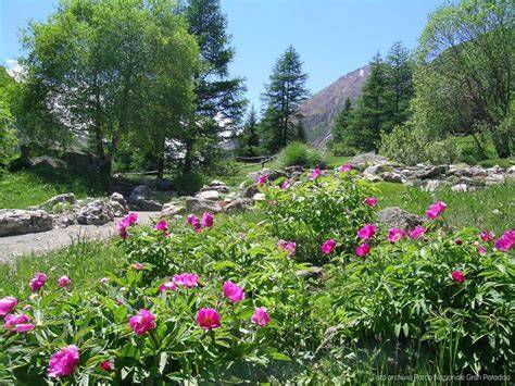 Giardino alpino Saussurea con diverse specie di fiori di montagna