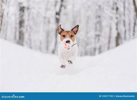 cane felice che corre sulla neve fresca