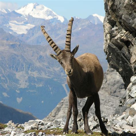 Un branco di stambecchi nel Parco Nazionale dello Stelvio