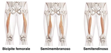 schema anatomico che evidenzia i quadricipiti, gli ischiocrurali e il core