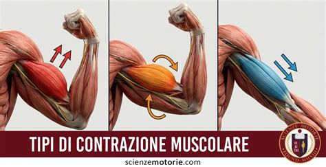 grafico che illustra le differenze di contrazione muscolare tra arto anteriore e posteriore nello snowboard