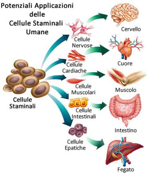 Grafico che illustra le diverse fonti di cellule staminali mesenchimali