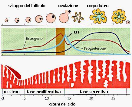 Illustrazione del ciclo mestruale e della rigenerazione endometriale