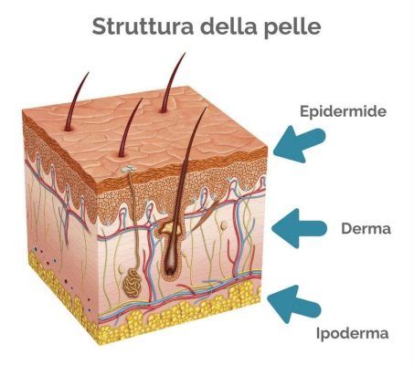 Schema della struttura di una pelle da scialpinismo con strato adesivo e pelo