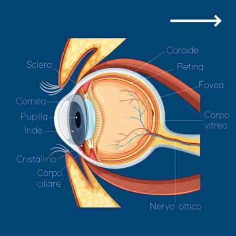 schema anatomico dell'occhio umano con evidenziato il corpo vitreo