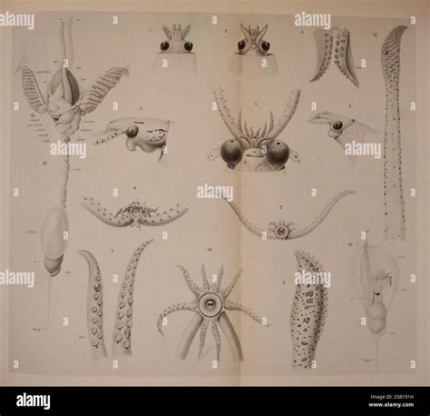 illustrazione di diverse specie marine con le loro pinne, enfatizzando la loro funzione