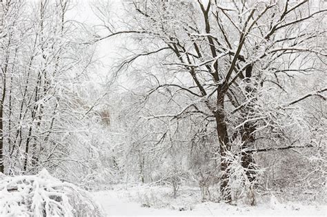 Paesaggio invernale del Casone di Profecchia con boschi innevati