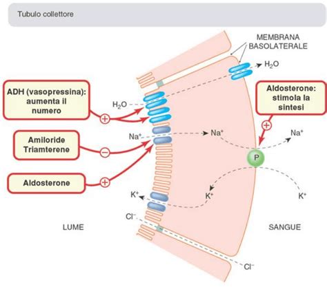 Schema di funzionamento del Paclitaxel a livello cellulare