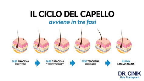 Immagine che mostra la caduta dei capelli e la loro ricrescita
