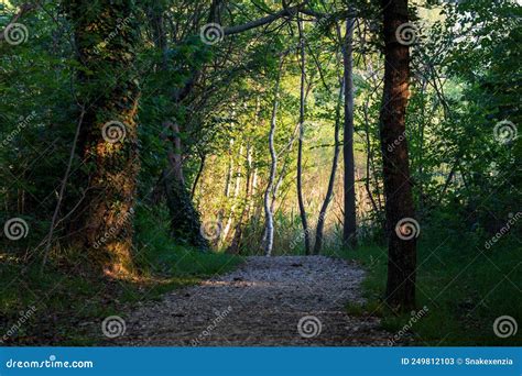 Sentiero sterrato che attraversa prati verdi con alberi ai lati