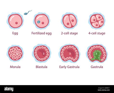 Illustrazione delle diverse fasi storiche dello sviluppo scientifico, dall'antichità ai giorni nostri.