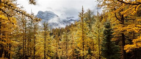 Sentiero che attraversa un bosco di larici verso il Bivacco Marino Bassi
