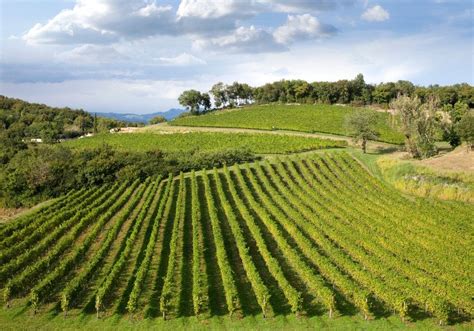 Sezione della ciclabile che attraversa un fitto vigneto
