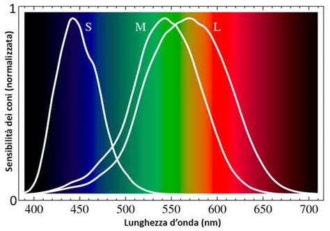 Grafico comparativo delle lunghezze e dei raggi di curva per sci GS e SL