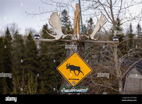 Paesaggio canadese con alci (moose) vicino a un cartello stradale