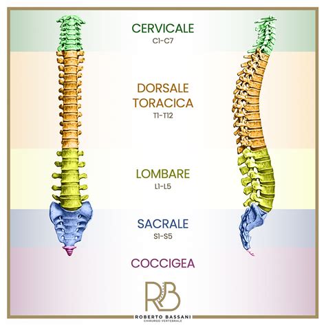 Schema anatomico della colonna vertebrale con enfasi sulla zona del coccige