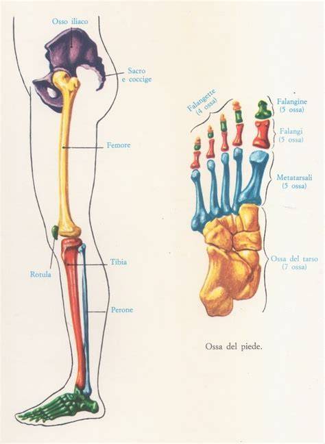 Schema anatomico della gamba con evidenziate le zone di pressione dello scarpone
