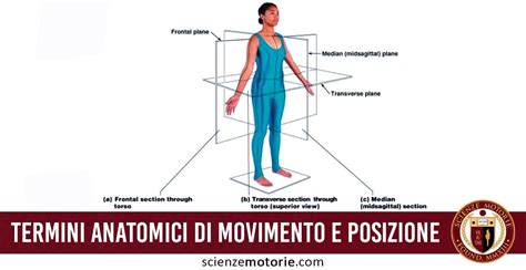 Diagramma che illustra la posizione del corpo e lo sguardo durante una curva stretta in moto