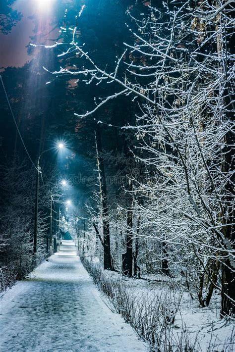 Paesaggio invernale con neve fresca e alberi coperti di neve lungo il percorso