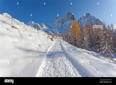 Sentiero innevato in Val Roseg con alberi e montagne sullo sfondo