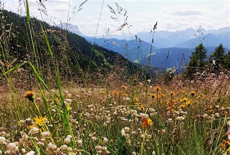 Foto della pianta di Speik in fiore in un prato alpino