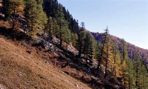 Paesaggio invernale nella Val di Campo con larici secolari