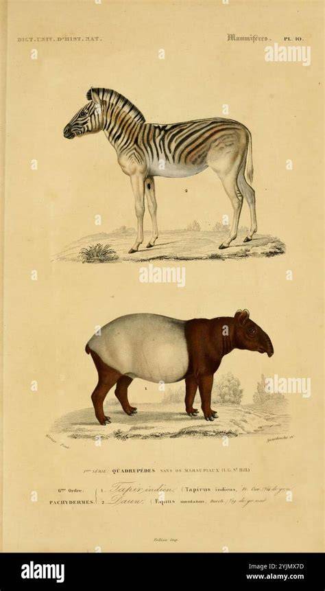 Illustrazione comparativa tra un rampone mono-punta e un rampone bi-punta, evidenziando le diverse geometrie delle punte.