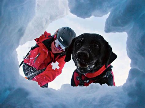 Illustrazione che mostra l'uso di corde per il salvataggio dei cani dalla montagna