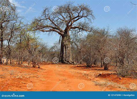 Paesaggio del Camerun settentrionale con baobab e terreno arido
