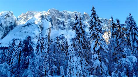 panorama invernale della Val Saisera con alberi innevati e montagne sullo sfondo
