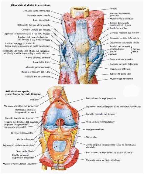 Schema che illustra l'anatomia del ginocchio e i legamenti