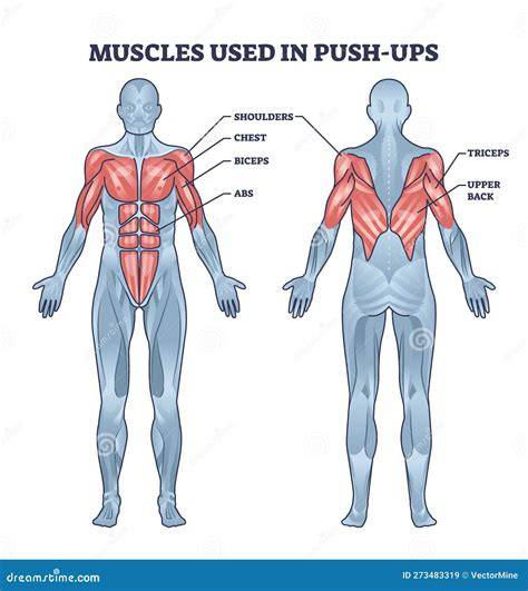 Schema anatomico che evidenzia i muscoli coinvolti nello snowboard (core, gambe, braccia)