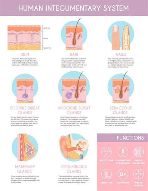 Infografica che illustra i benefici del sistema Thermo-Control sulle prestazioni degli sci.