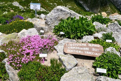 Il Giardino Botanico Alpino Saussurea