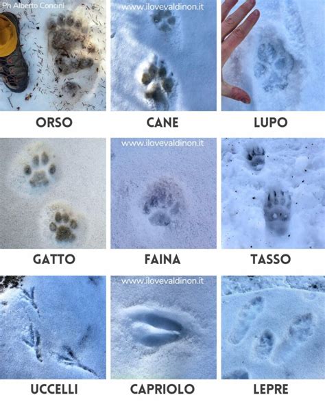 Impronte di animali sulla neve in una foresta