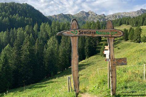 Sentiero di trekking che attraversa un bosco alpino con alberi secolari