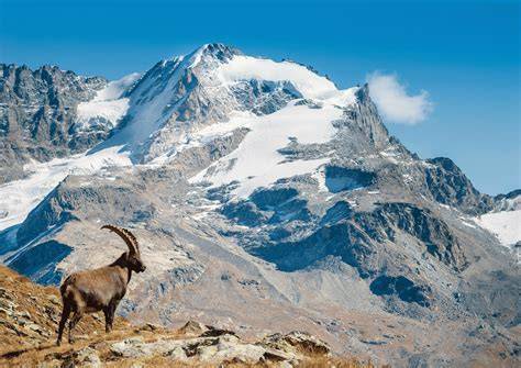 Immagine dello stambecco nel Parco Nazionale Gran Paradiso
