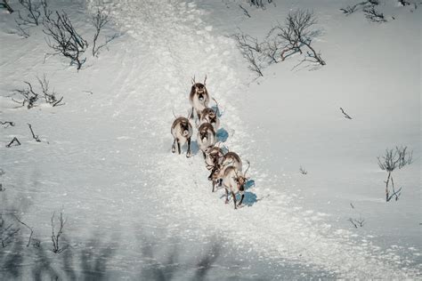 Tre renne in un paesaggio innevato
