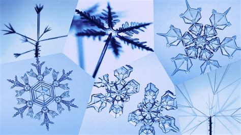 Dettaglio di pini ricoperti di cristalli di ghiaccio scintillanti