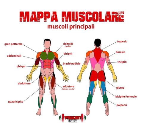 Infografica che illustra i principali gruppi muscolari coinvolti nel pattinaggio su ghiaccio