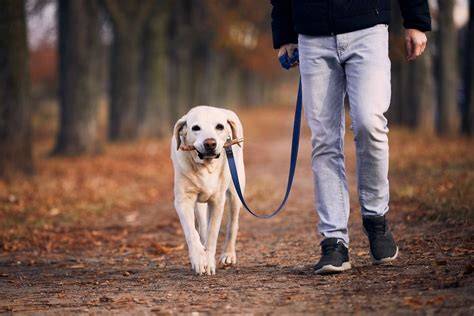 Un cane al guinzaglio con museruola in un'area pubblica montana