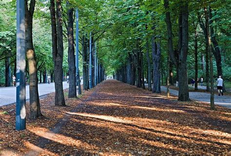Viale alberato della Prater Hauptallee a Vienna con ciclisti