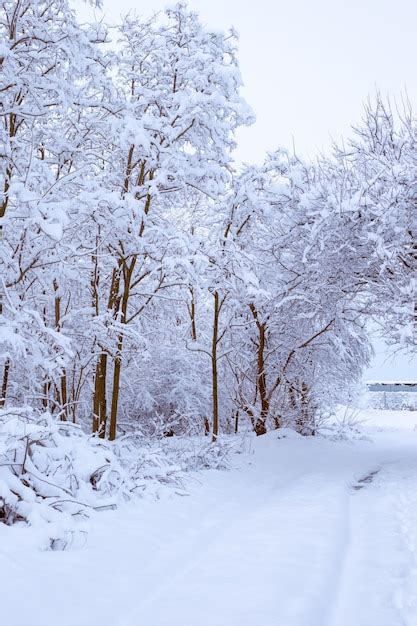 sentiero innevato che attraversa un bosco di conifere con le vette del Brenta sullo sfondo