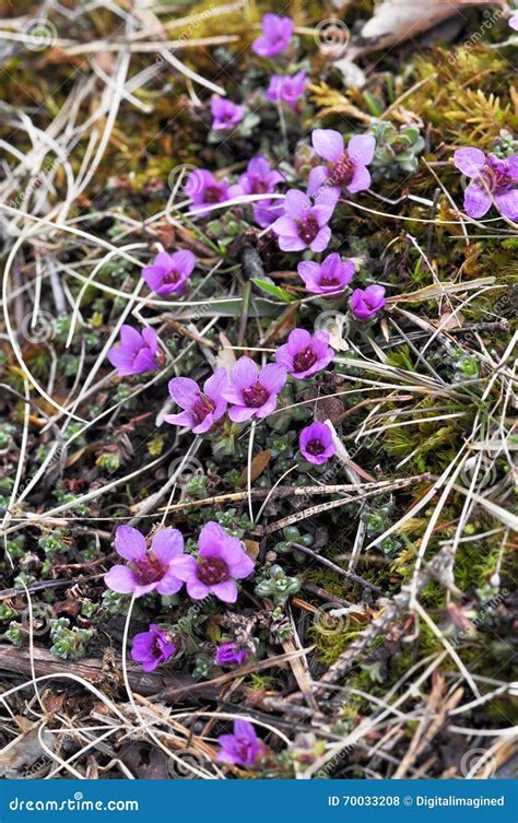 Fiore di Sassifraga depressa in alta montagna