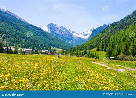 Paesaggio alpino con prati fioriti e montagne sullo sfondo